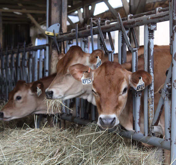 Three country cows feeding on a haystack looking as innocent as a child