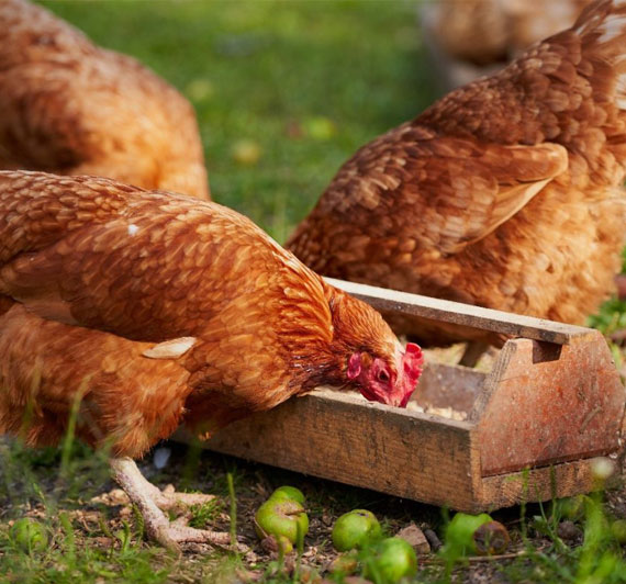 A brown healthy country hen feeding on a feeder with another hen facing the opposite side