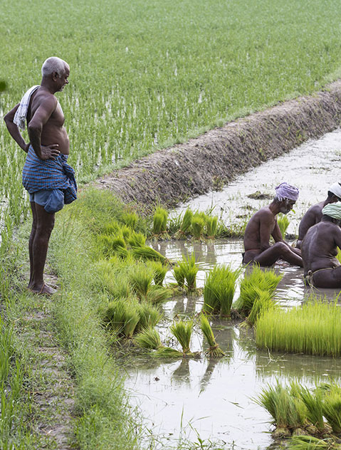 An elderly man overlooking three men working on the fields planting seedlings