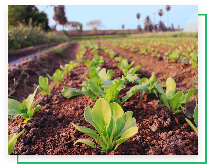 Young banana saplings planted amongst the green grasses with adjoining paddy field nearby and a building at the backdrop